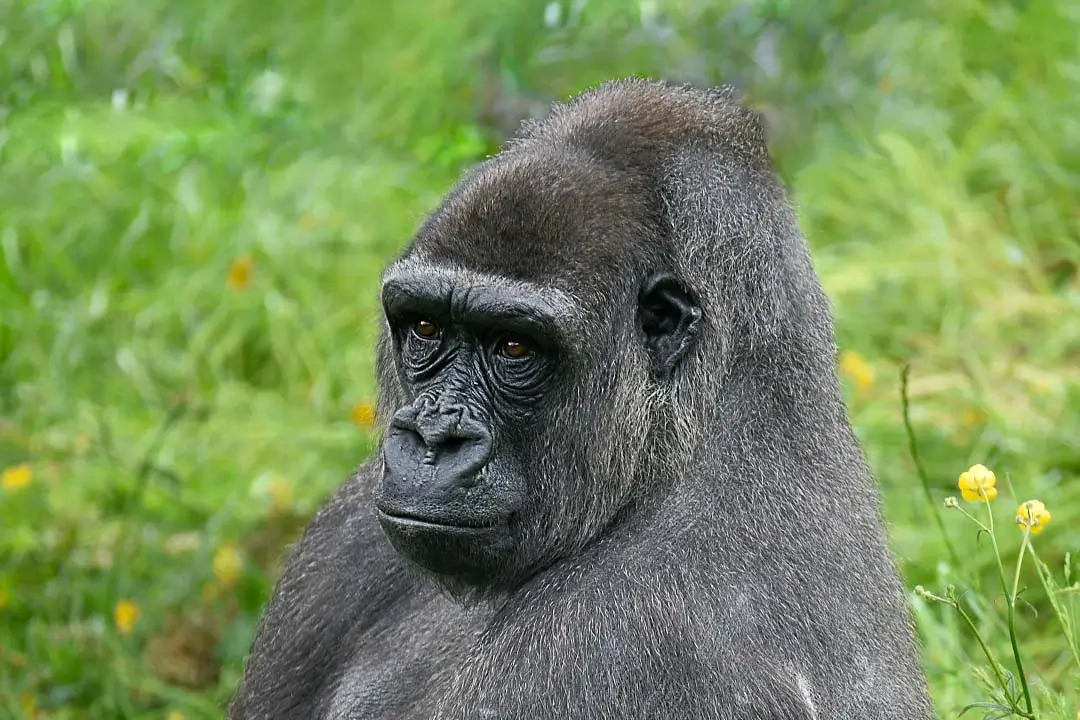 Grauer's gorilla